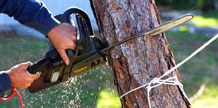 Best Emergency Tree Removal  in Gallup, NM