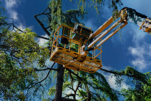 Best Storm Damage Tree Cleanup  in Gallup, NM