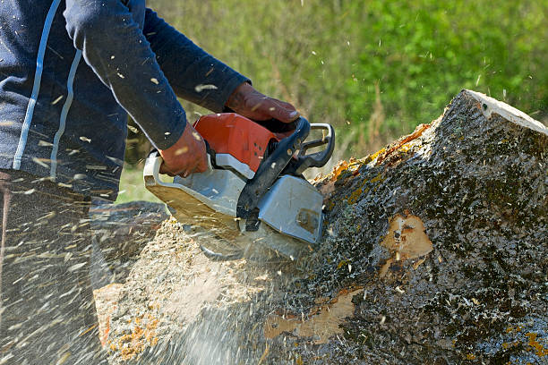 Best Tree Preservation Services  in Gallup, NM